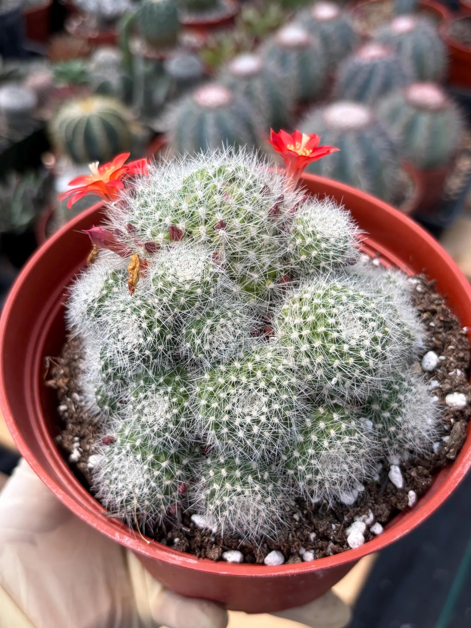 Rare Rebutia Minuscula White Cactus – Live Cactus Plant with Red Flowers #603
