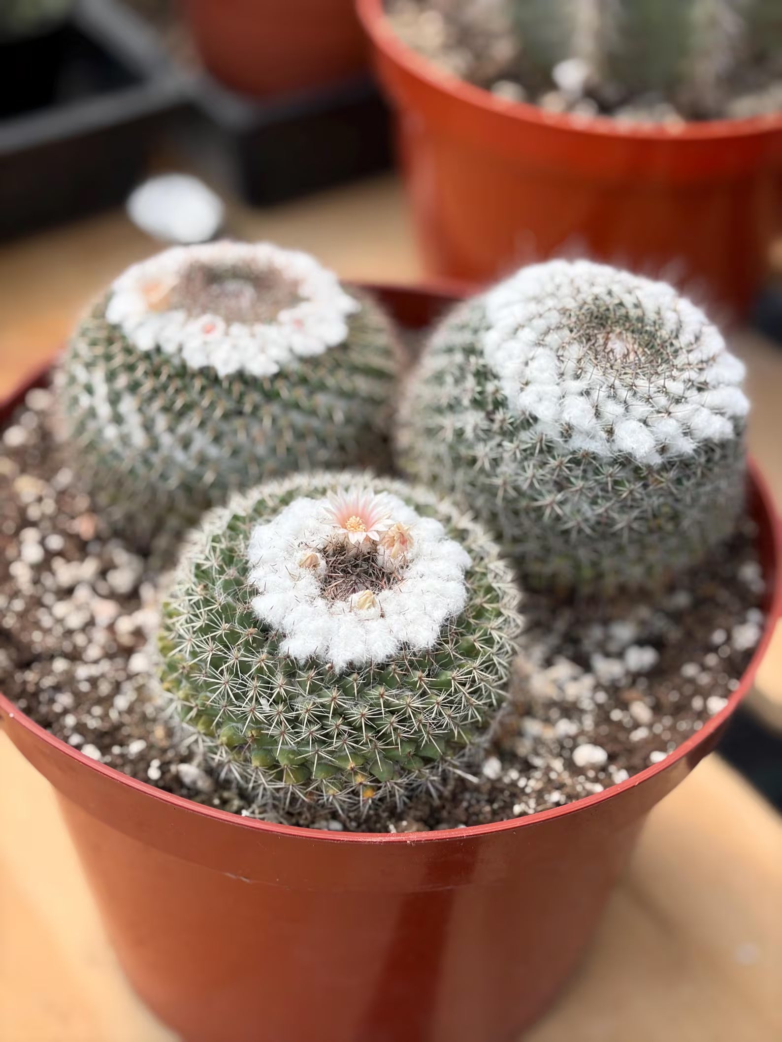 Hairy Mammillaria Formosa Chionocephala | White Fuzzy Cactus | Rare Live Cactus | Set of 3 | Exact Plant #614