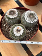 Hairy Mammillaria Formosa Chionocephala | White Fuzzy Cactus | Rare Live Cactus | Set of 3 | Exact Plant #614