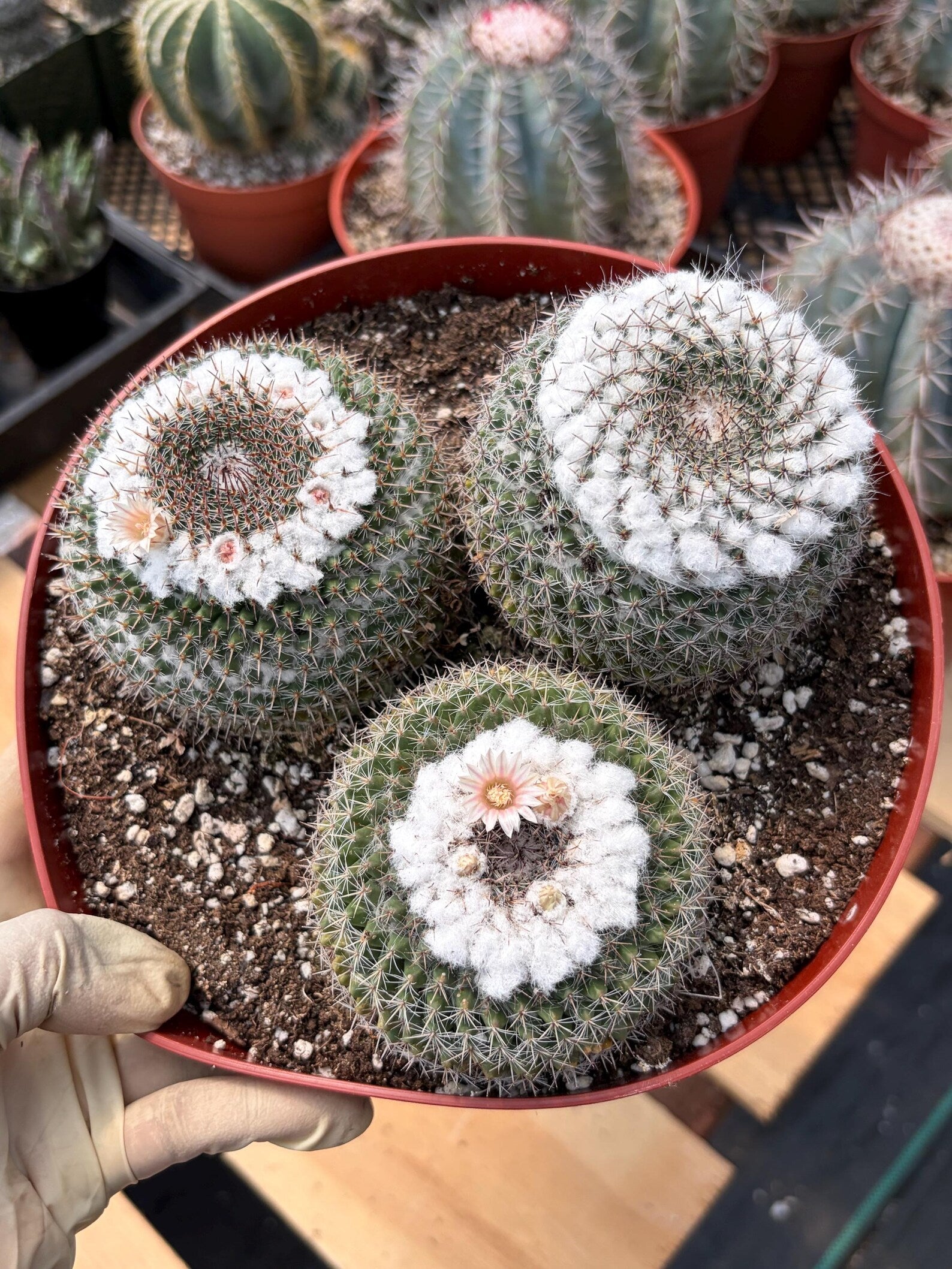 Hairy Mammillaria Formosa Chionocephala | White Fuzzy Cactus | Rare Live Cactus | Set of 3 | Exact Plant #614