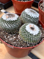 Hairy Mammillaria Formosa Chionocephala | White Fuzzy Cactus | Rare Live Cactus | Set of 3 | Exact Plant #614