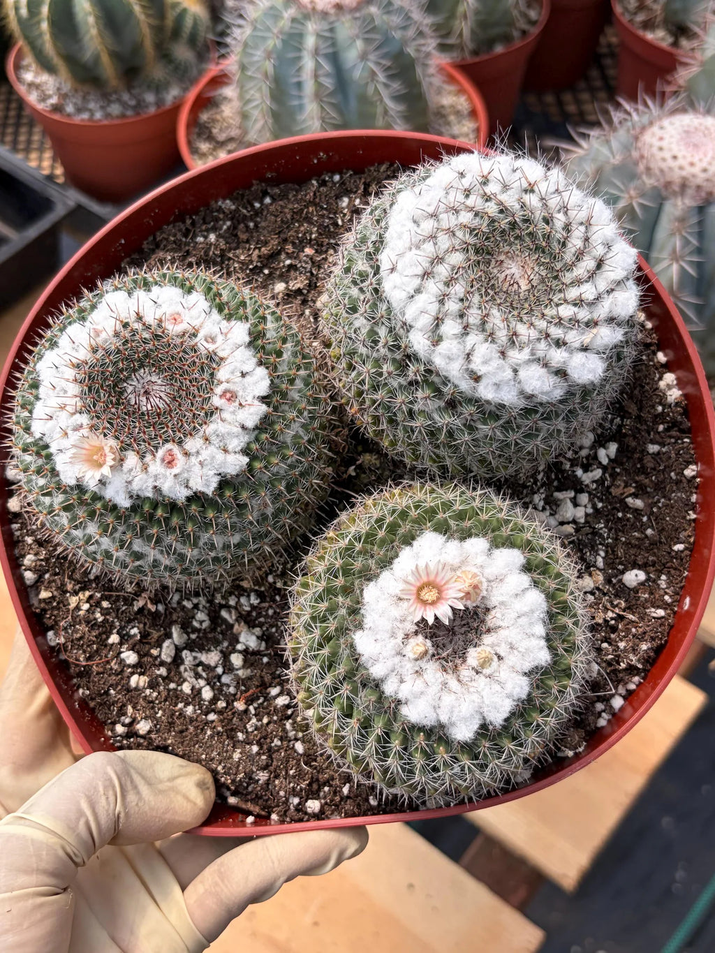 Hairy Mammillaria Formosa Chionocephala | White Fuzzy Cactus | Rare Live Cactus | Set of 3 | Exact Plant #614