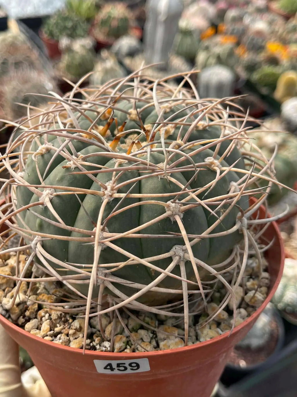 Gymnocalycium Cardenasianum Rare Seed Grown Live Cactus – Beautiful Spine Plant #459