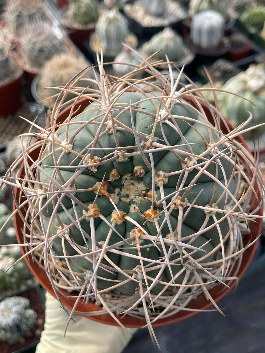 Gymnocalycium Cardenasianum Rare Seed Grown Live Cactus – Beautiful Spine Plant #459