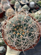 Gymnocalycium Cardenasianum Rare Seed Grown Live Cactus – Beautiful Spine Plant #459