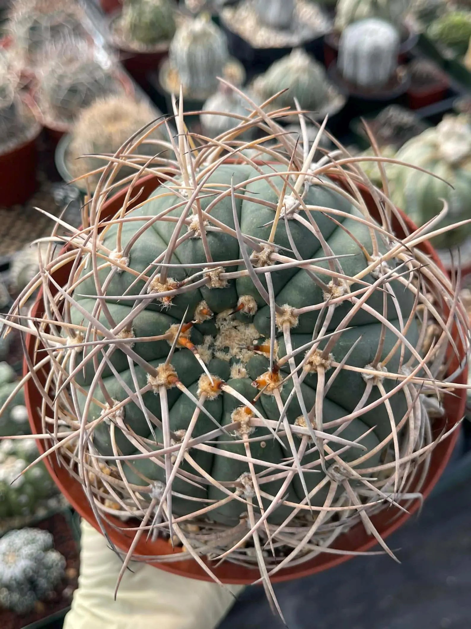 Gymnocalycium Cardenasianum Rare Seed Grown Live Cactus – Beautiful Spine Plant #459