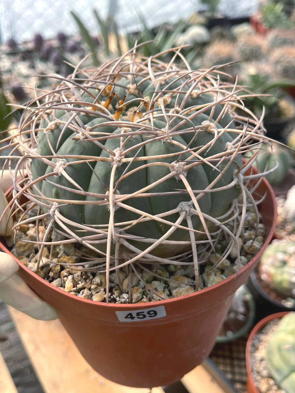 Gymnocalycium Cardenasianum Rare Seed Grown Live Cactus – Beautiful Spine Plant #459