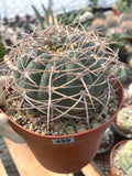 Gymnocalycium Cardenasianum Rare Seed Grown Live Cactus – Beautiful Spine Plant #459