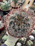 Gymnocalycium Cardenasianum | Rare Seed Grown Live Cactus #80