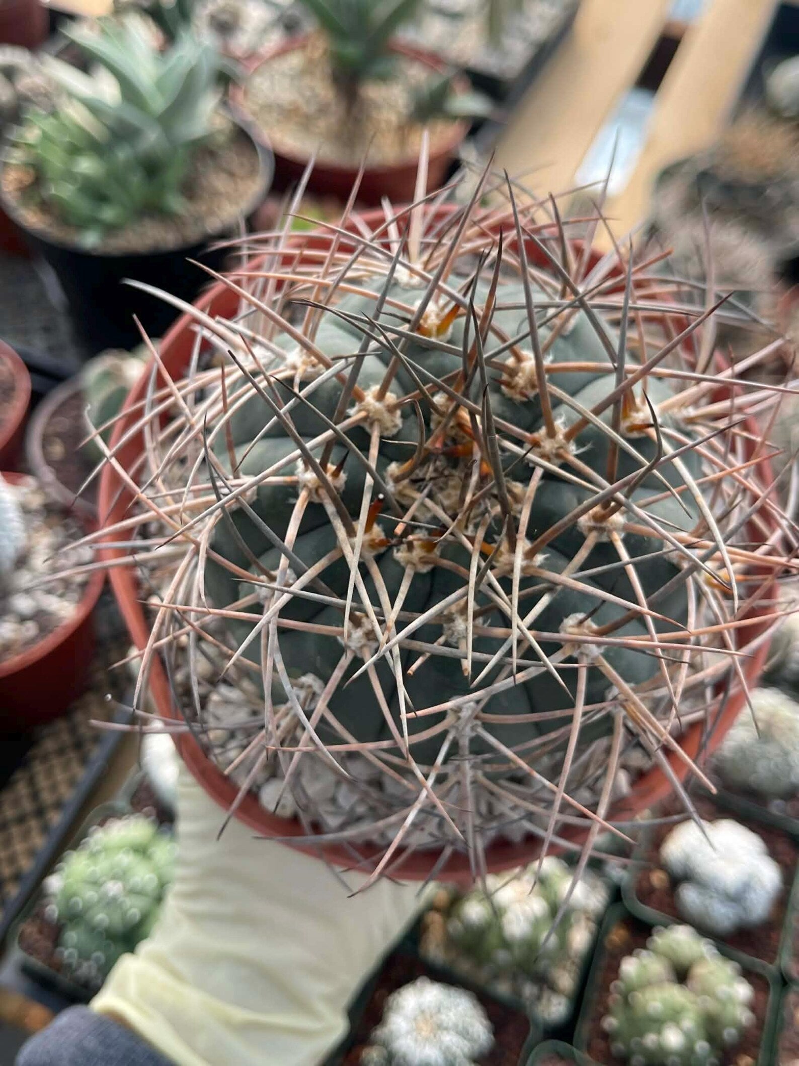 Gymnocalycium Cardenasianum | Rare Seed Grown Live Cactus #80