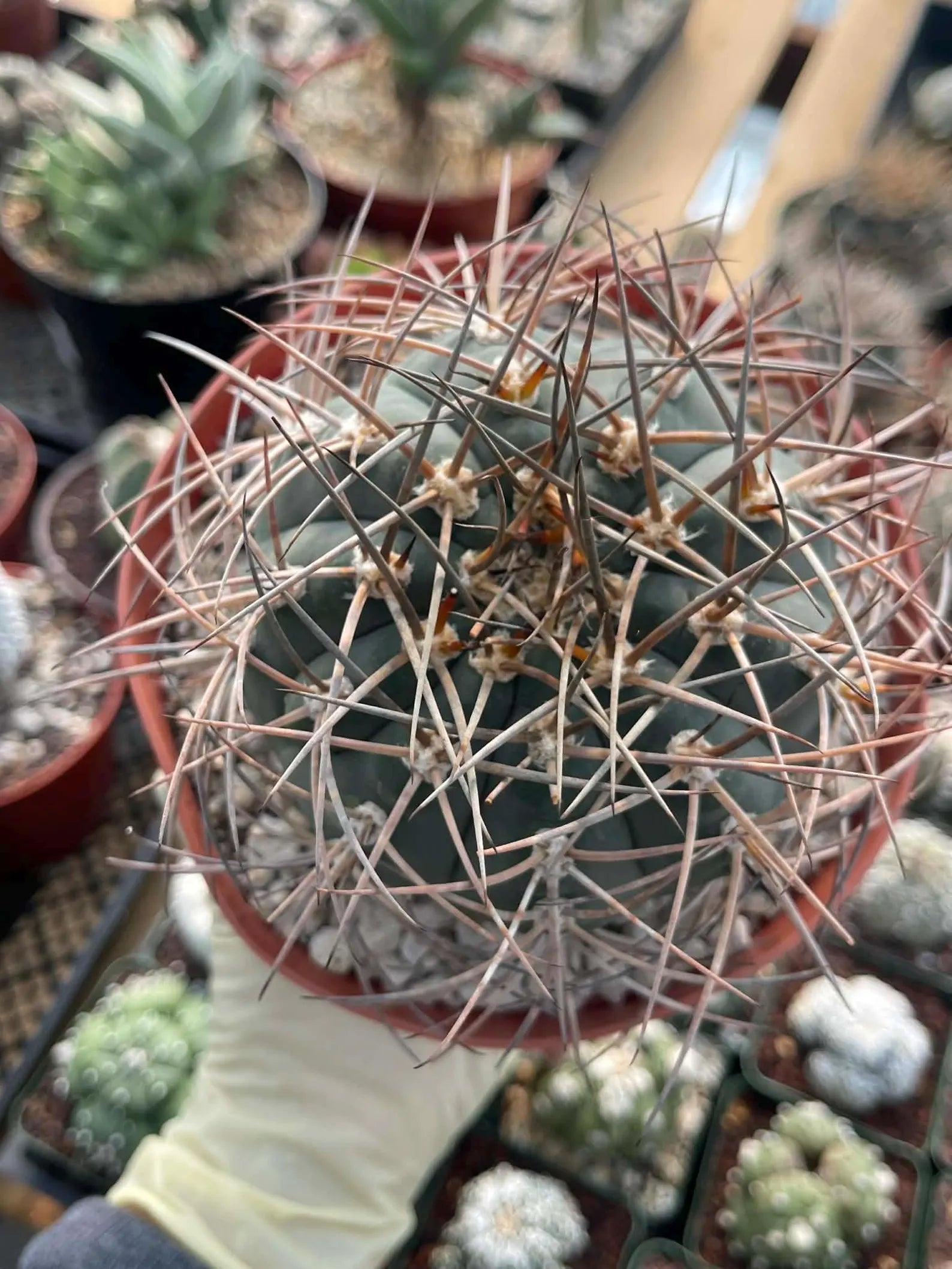 Gymnocalycium Cardenasianum Rare Seed Grown Live Cactus – Beautiful Spine Plant #80