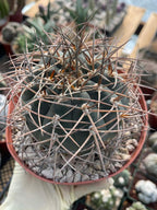 Gymnocalycium Cardenasianum | Rare Seed Grown Live Cactus #80