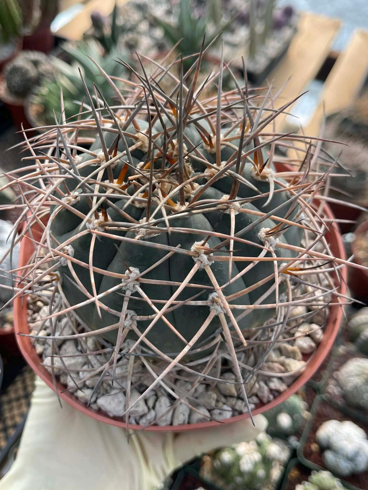 Gymnocalycium Cardenasianum | Rare Seed Grown Live Cactus #80