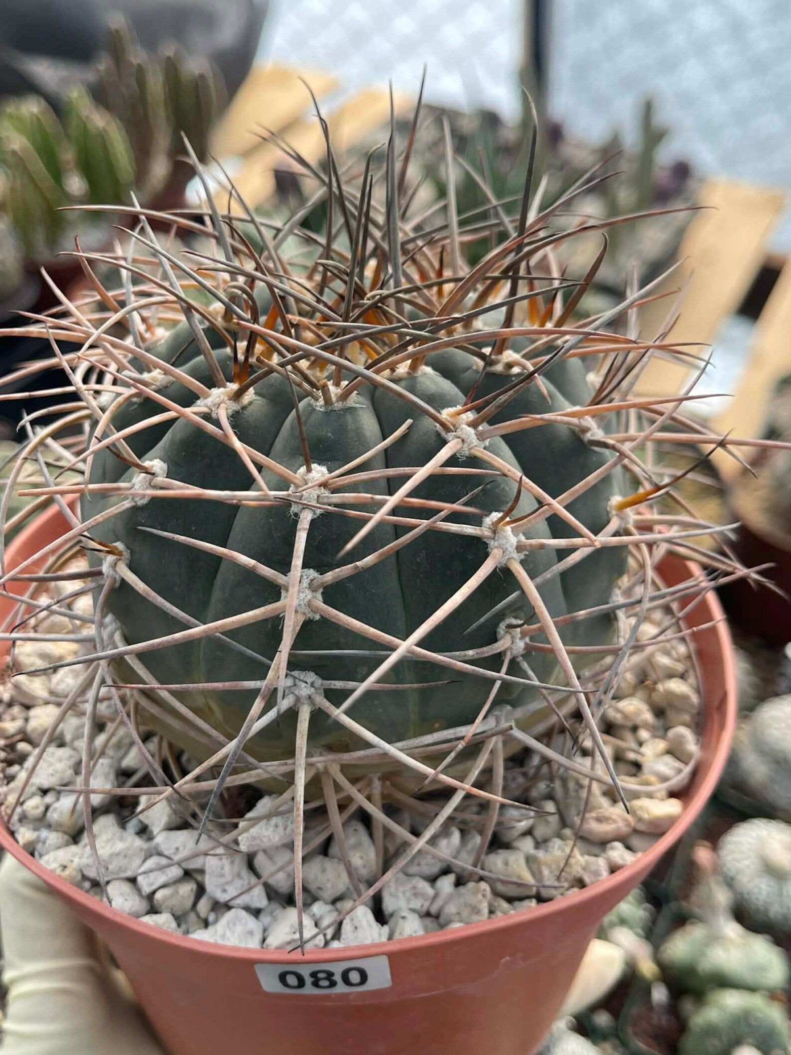 Gymnocalycium Cardenasianum | Rare Seed Grown Live Cactus #80