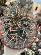 Gymnocalycium Cardenasianum Rare Seed Grown Live Cactus – Beautiful Spine Plant #80