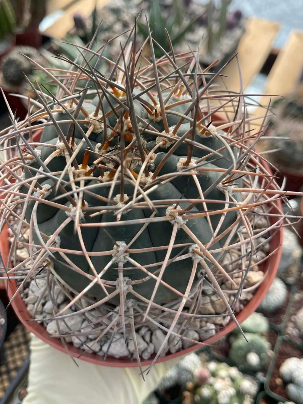 Gymnocalycium Cardenasianum | Rare Seed Grown Live Cactus #80