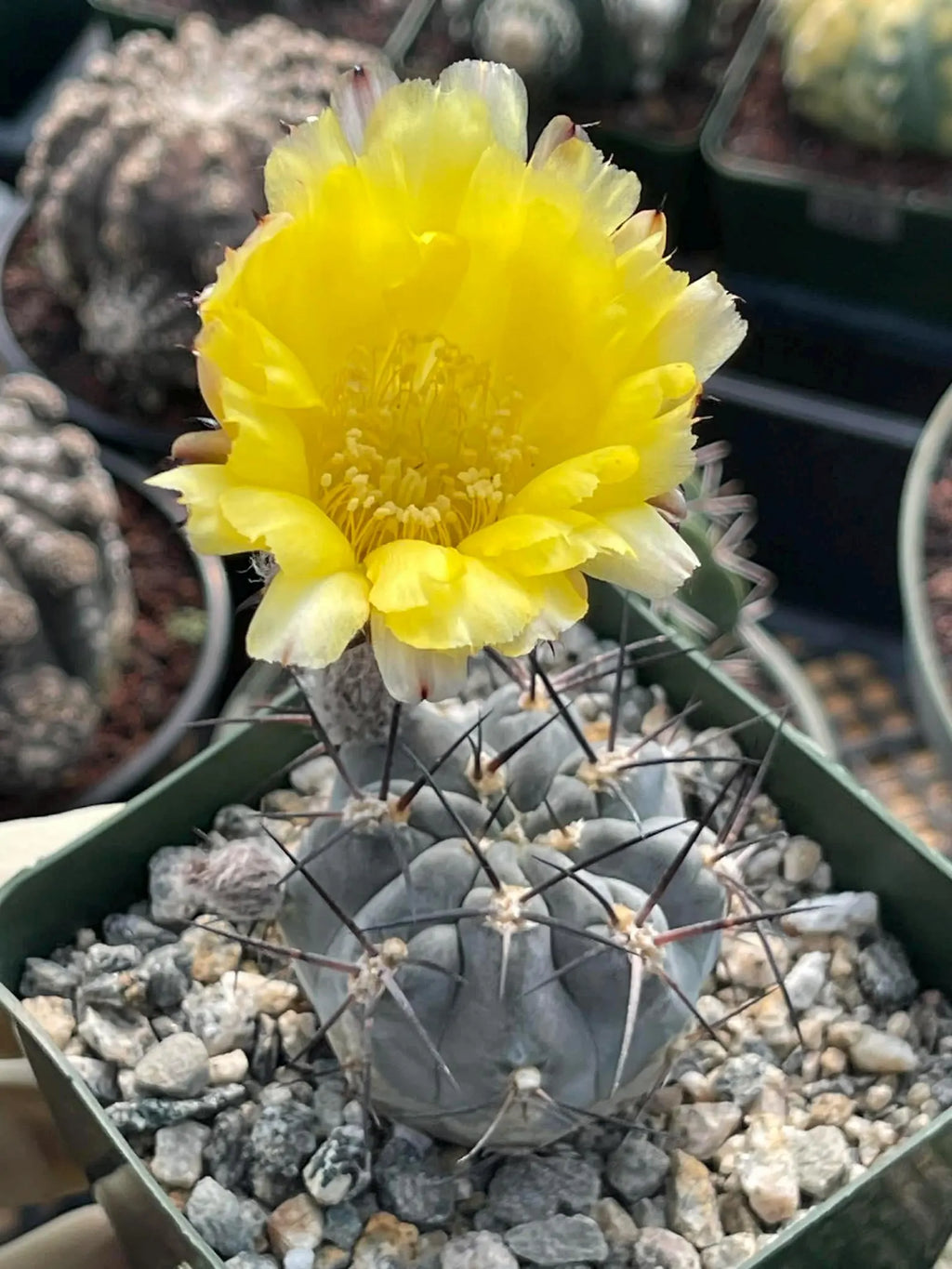 Acanthocalycium glaucum Live Cactus