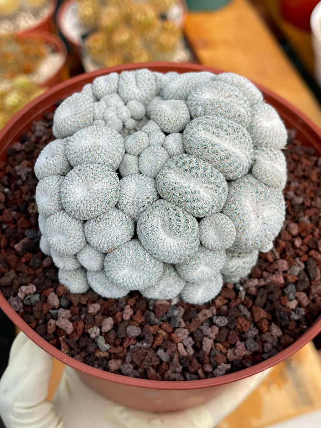 Epithelantha Micromeris Cluster #391 | Rare Live Cactus | Miniature Collector Cactus | 3.5" Pot Reference
