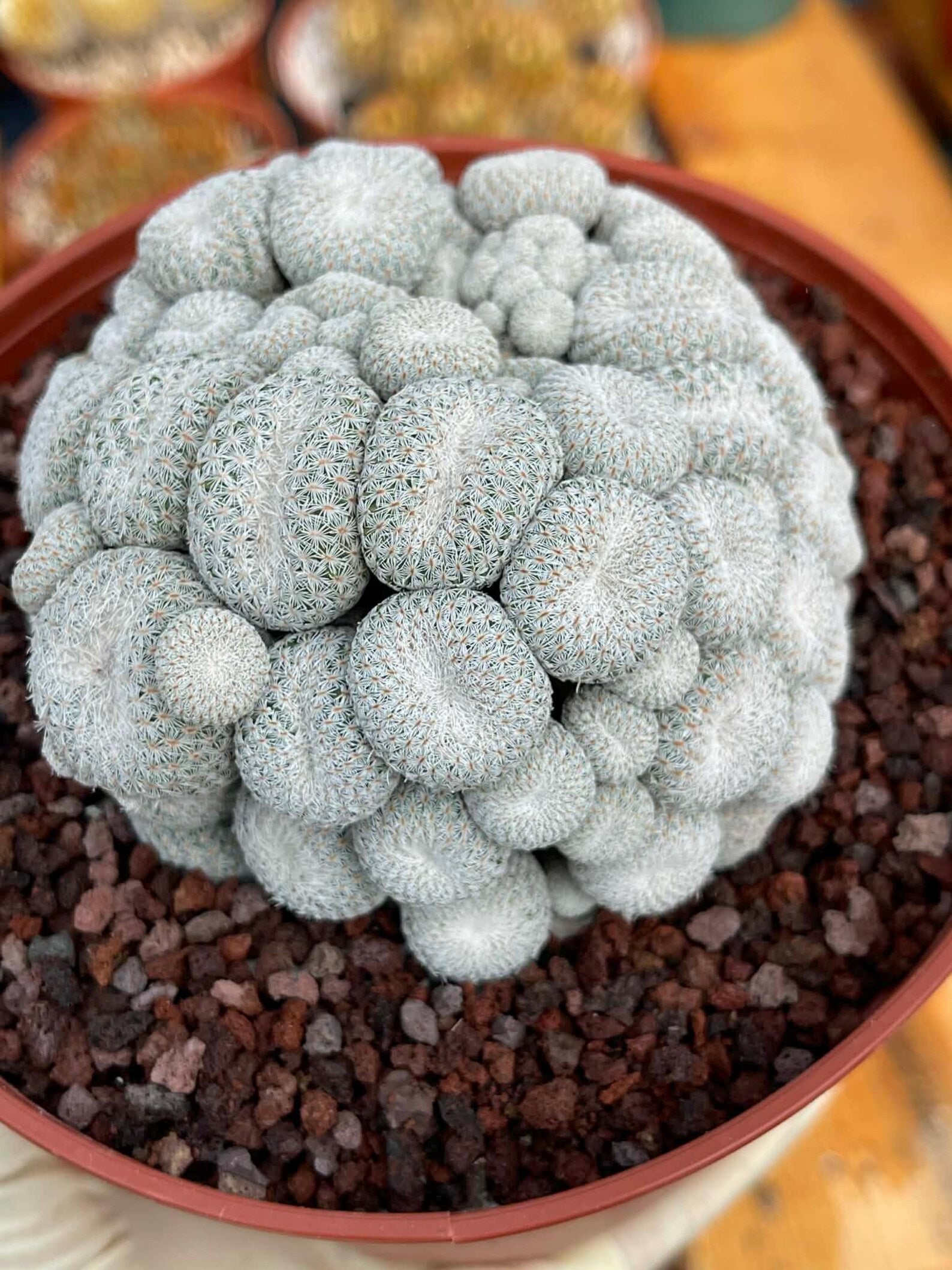 Epithelantha Micromeris Cluster #391 | Rare Live Cactus | Miniature Collector Cactus | 3.5" Pot Reference