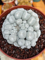 Epithelantha Micromeris Cluster #391 | Rare Live Cactus | Miniature Collector Cactus | 3.5" Pot Reference