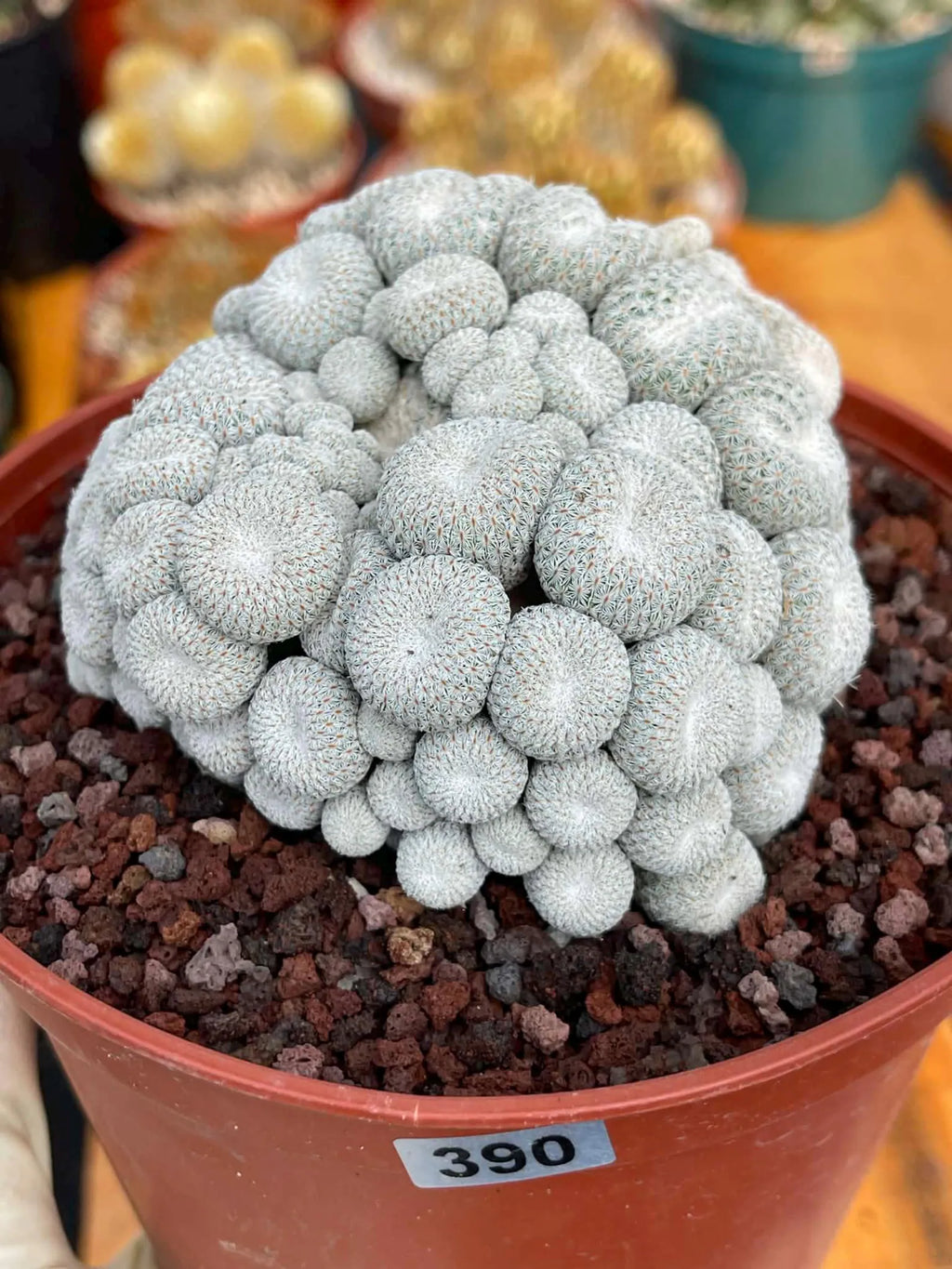 Epithelantha Micromeris Cluster #391 | Rare Live Cactus | Miniature Collector Cactus | 3.5" Pot Reference