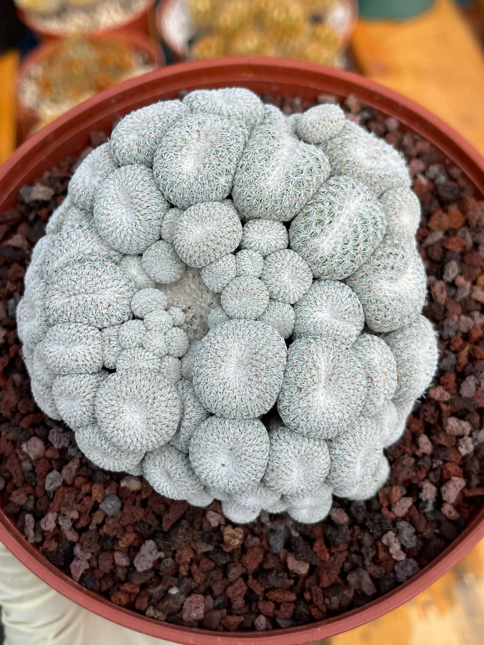 Epithelantha Micromeris Cluster #391 | Rare Live Cactus | Miniature Collector Cactus | 3.5" Pot Reference