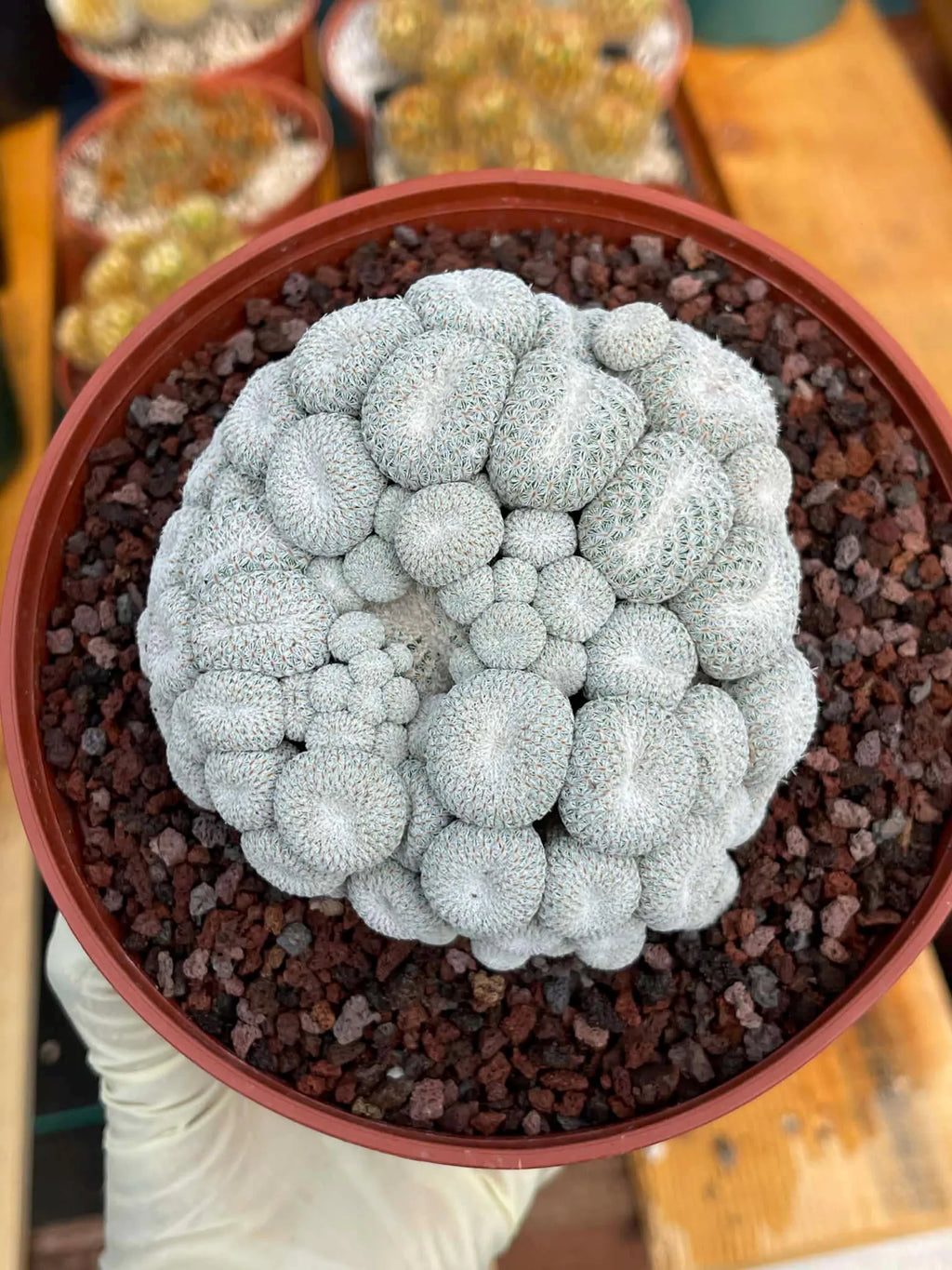Epithelantha Micromeris Cluster #391 | Rare Live Cactus | Miniature Collector Cactus | 3.5" Pot Reference