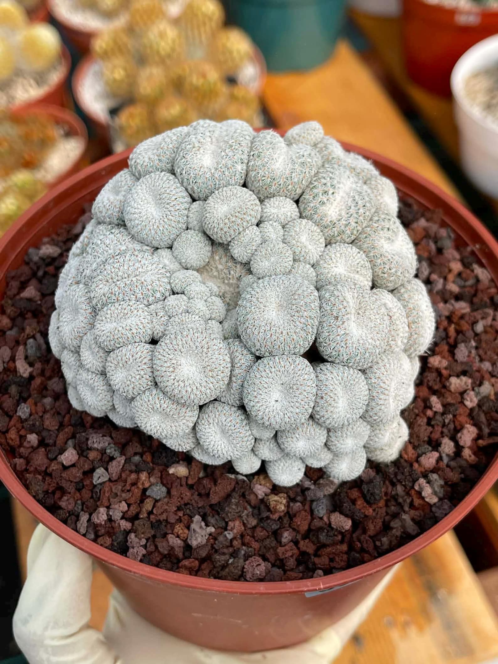 Epithelantha Micromeris Cluster #391 | Rare Live Cactus | Miniature Collector Cactus | 3.5" Pot Reference
