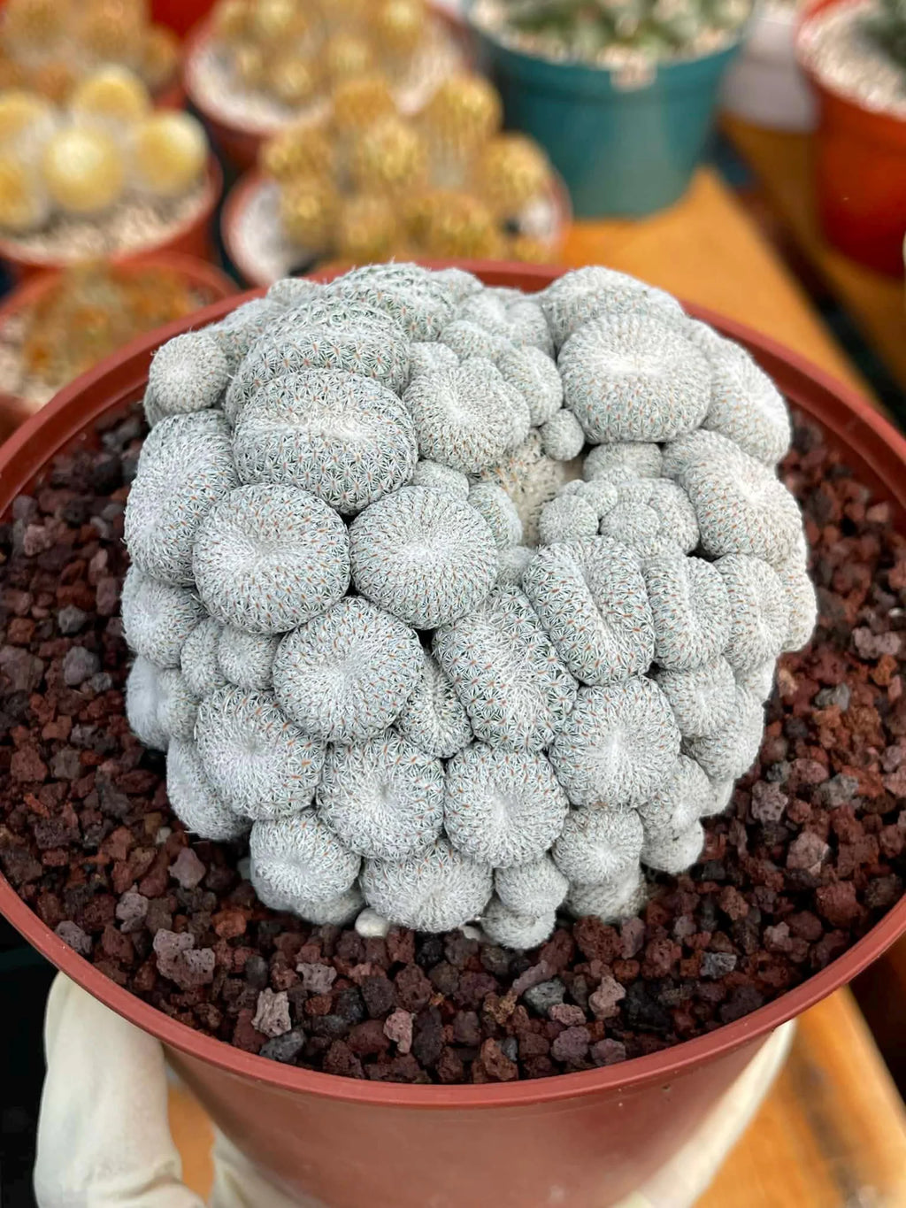 Epithelantha Micromeris Cluster #391 | Rare Live Cactus | Miniature Collector Cactus | 3.5" Pot Reference