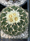 Stenocactus Multicostatus Live Cactus | Rare Old Cactus | Flowering Collector Plant
