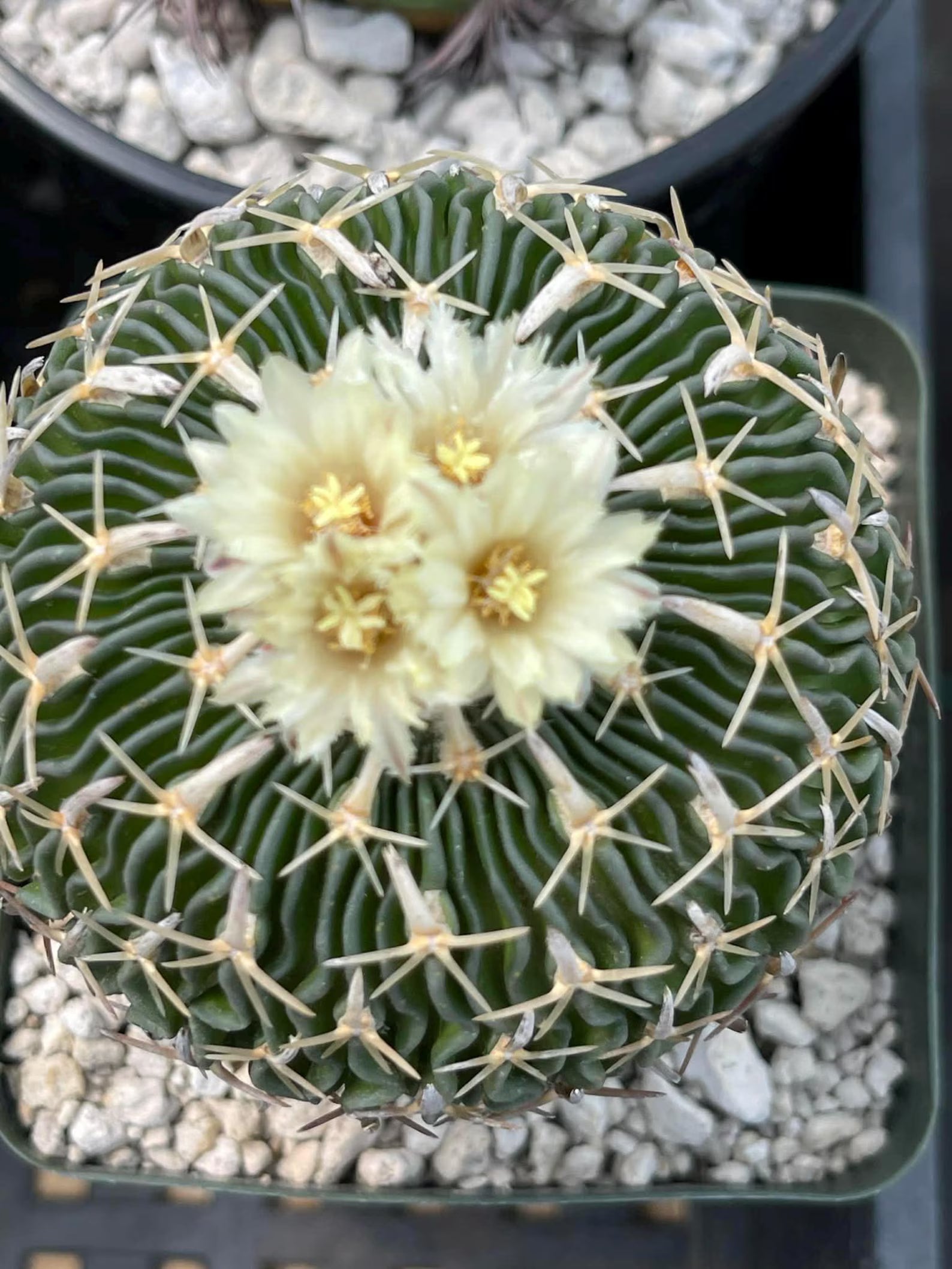 Stenocactus Multicostatus Live Cactus | Rare Old Cactus | Flowering Collector Plant