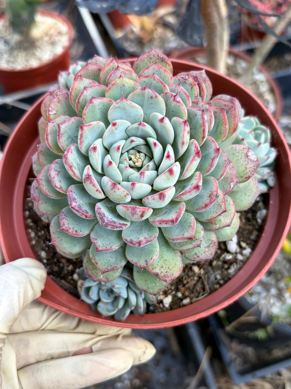 6" Echeveria Minima Cluster Live Succulent Plant – Established Rosette Cluster