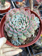 6" Echeveria Minima Cluster Live Succulent Plant – Established Rosette Cluster