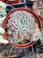 6" Echeveria Minima Cluster Live Succulent Plant – Established Rosette Cluster