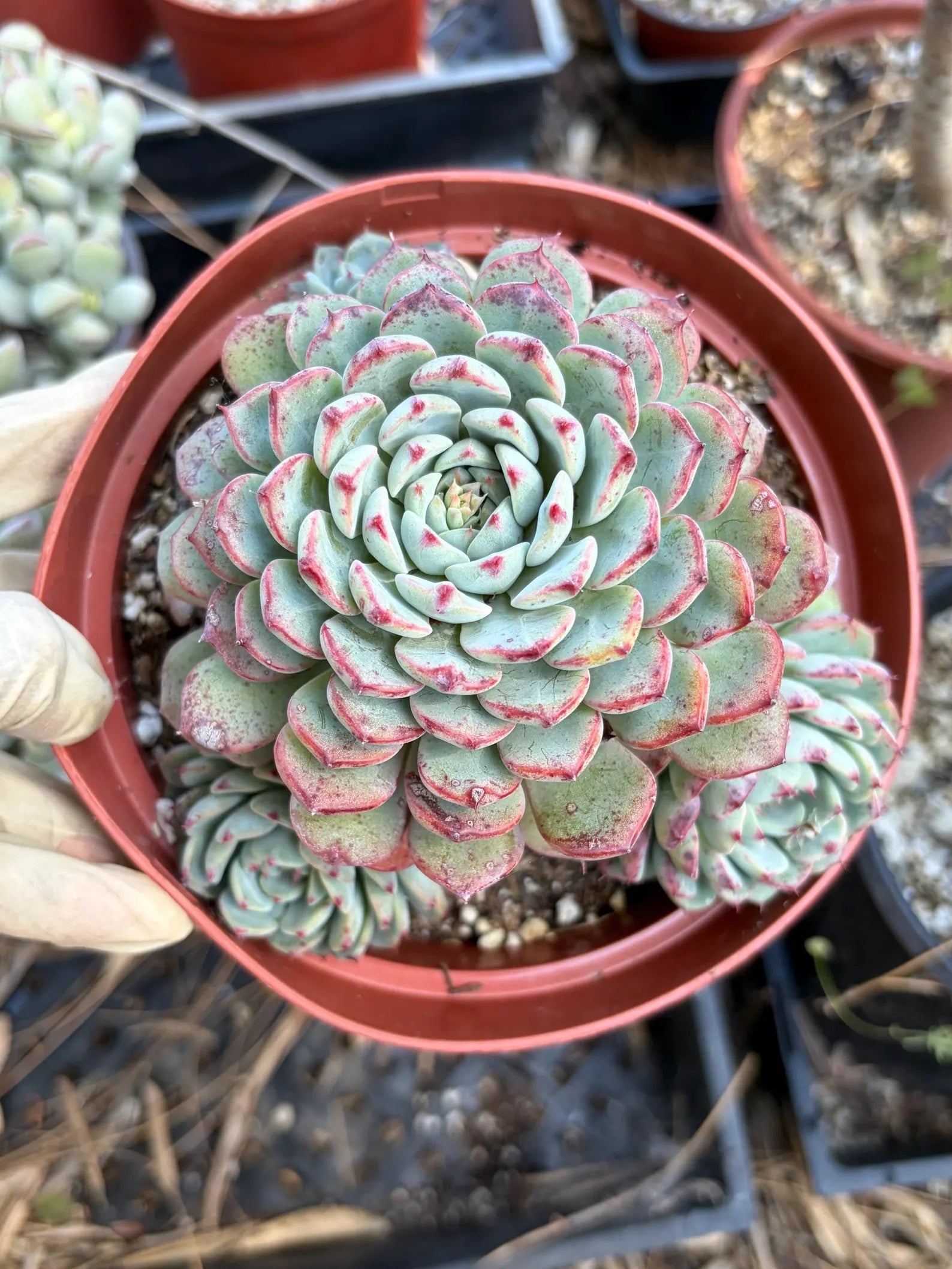 6" Echeveria Minima Cluster Live Succulent Plant – Established Rosette Cluster