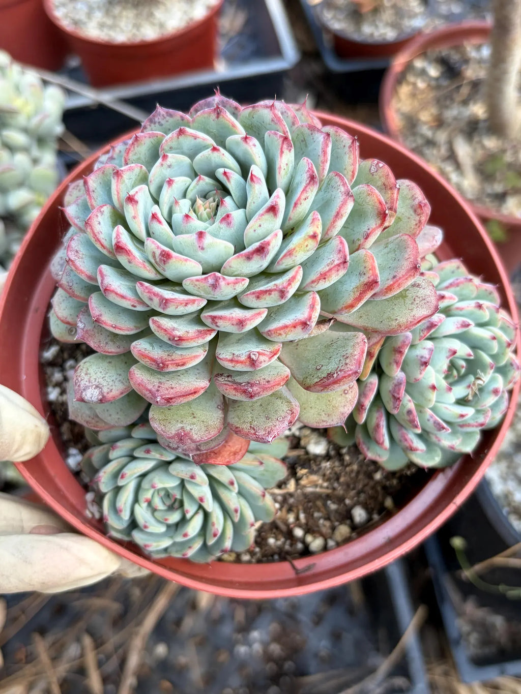 6" Echeveria Minima Cluster Live Succulent Plant – Established Rosette Cluster