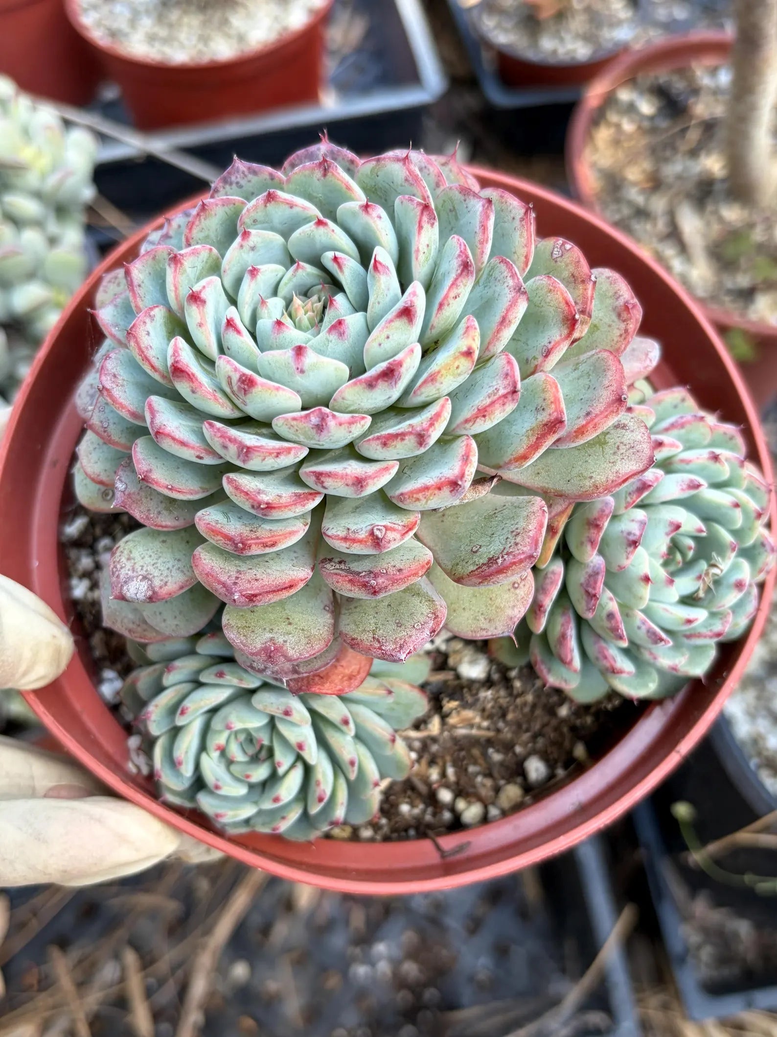 6" Echeveria Minima Cluster Live Succulent Plant – Established Rosette Cluster