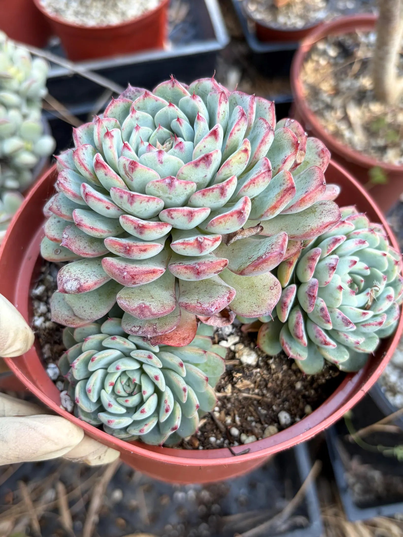 6" Echeveria Minima Cluster Live Succulent Plant – Established Rosette Cluster