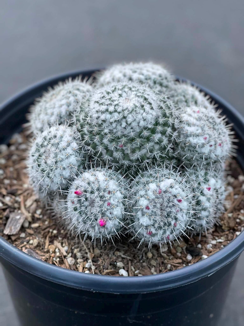 Mammillaria Cluster | Rare Live Specimen Cactus Plant #482
