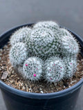Mammillaria Cluster | Rare Live Specimen Cactus Plant #482