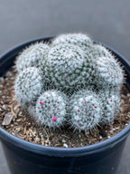 Mammillaria Cluster | Rare Live Specimen Cactus Plant #482