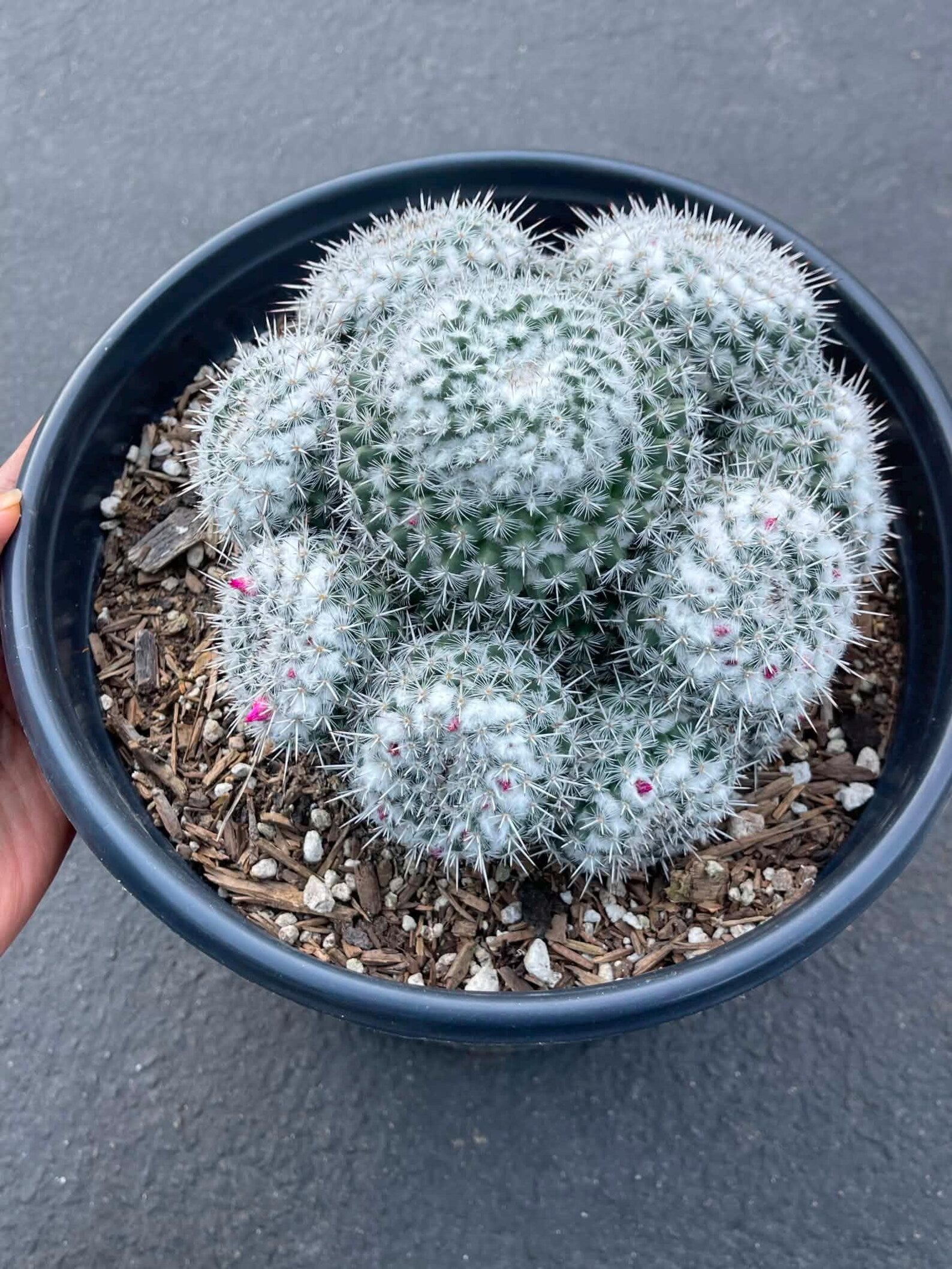 Mammillaria Cluster | Rare Live Specimen Cactus Plant #482