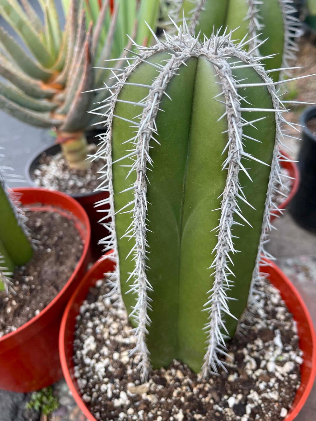 Mexican Fence Post Cactus Live Plant | 6-Inch Pachycereus Marginatus Columnar Cactus