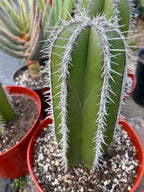 Mexican Fence Post Cactus Live Plant | 6-Inch Pachycereus Marginatus Columnar Cactus