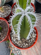Mexican Fence Post Cactus Live Plant | 6-Inch Pachycereus Marginatus Columnar Cactus