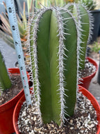Mexican Fence Post Cactus Live Plant | 6-Inch Pachycereus Marginatus Columnar Cactus