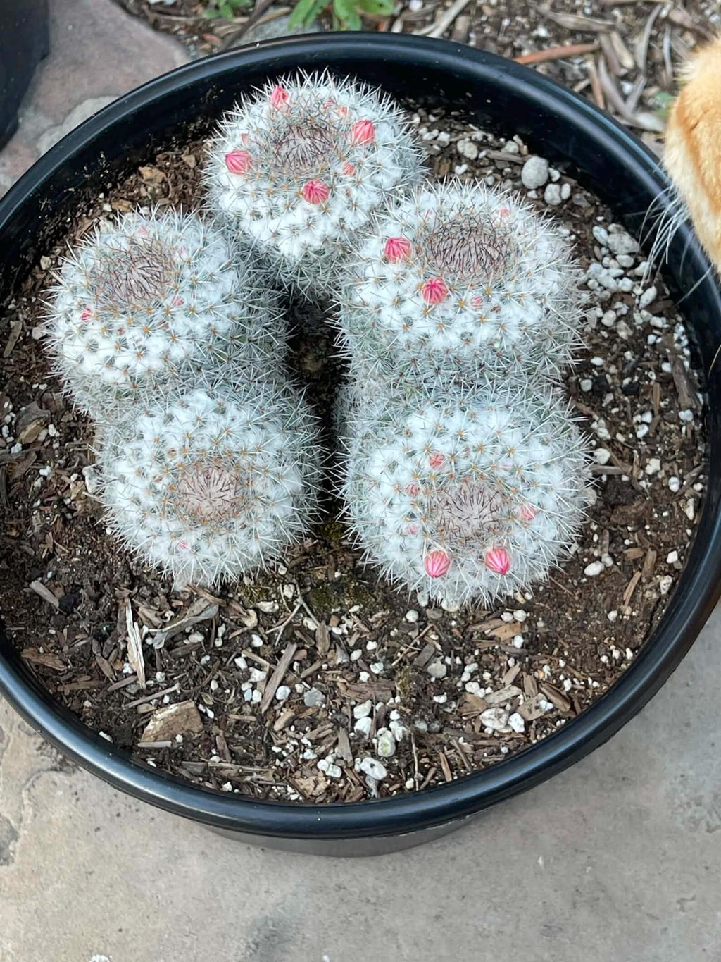 Mammillaria Cluster Specimen Cactus Live Plant #500