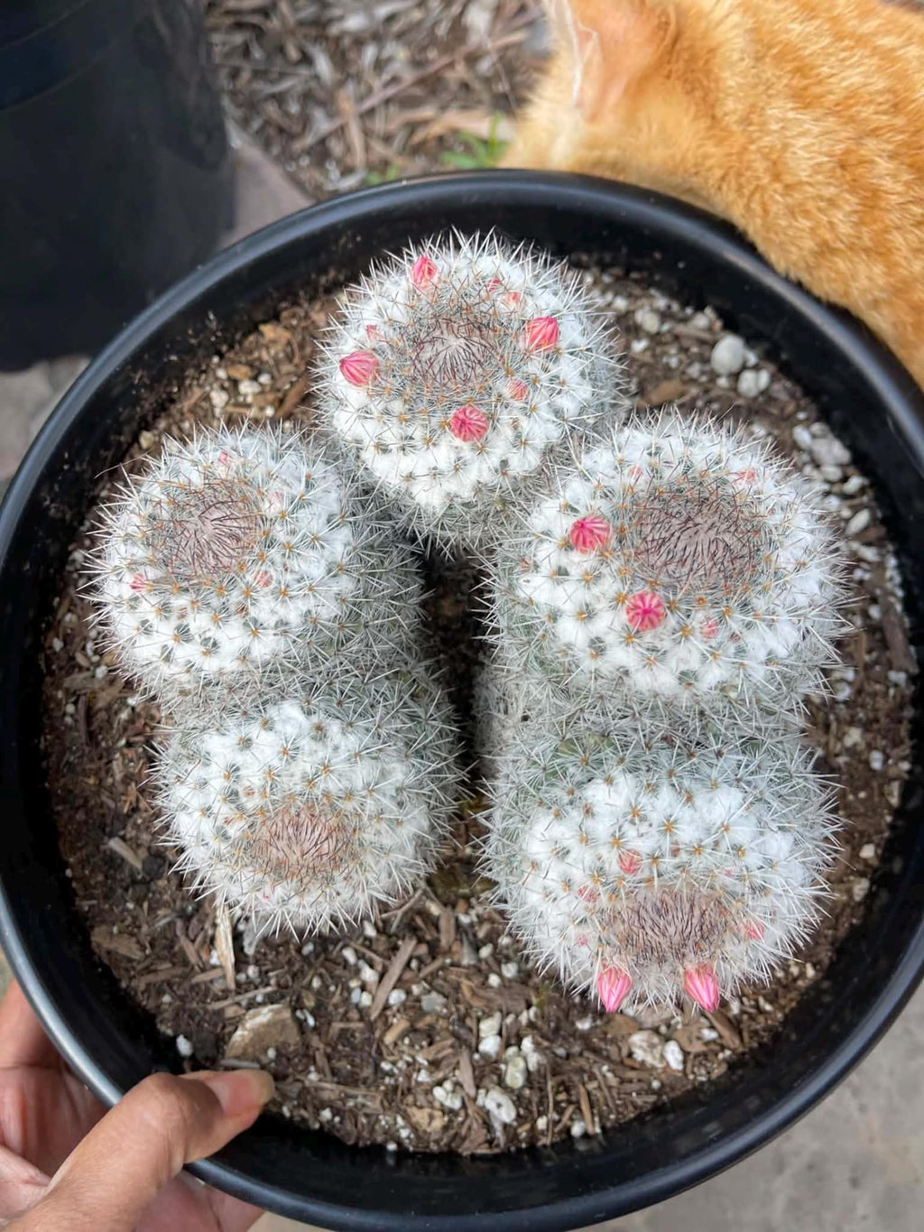 Mammillaria Cluster Specimen Cactus Live Plant #500