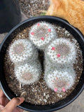 Mammillaria Cluster Specimen Cactus Live Plant #500