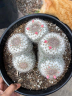 Mammillaria Cluster Specimen Cactus Live Plant #500